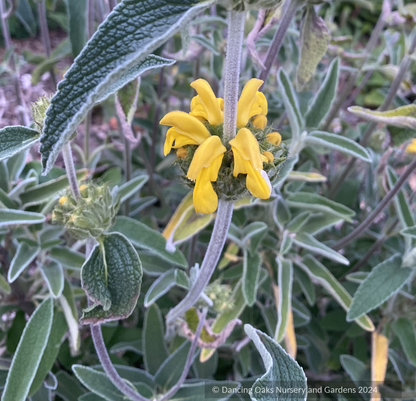 Shrubs ~ Phlomis x 'Le Sud', Hybrid Jerusalem Sage ~ Dancing Oaks Nursery and Gardens ~ Retail Nursery ~ Mail Order Nursery