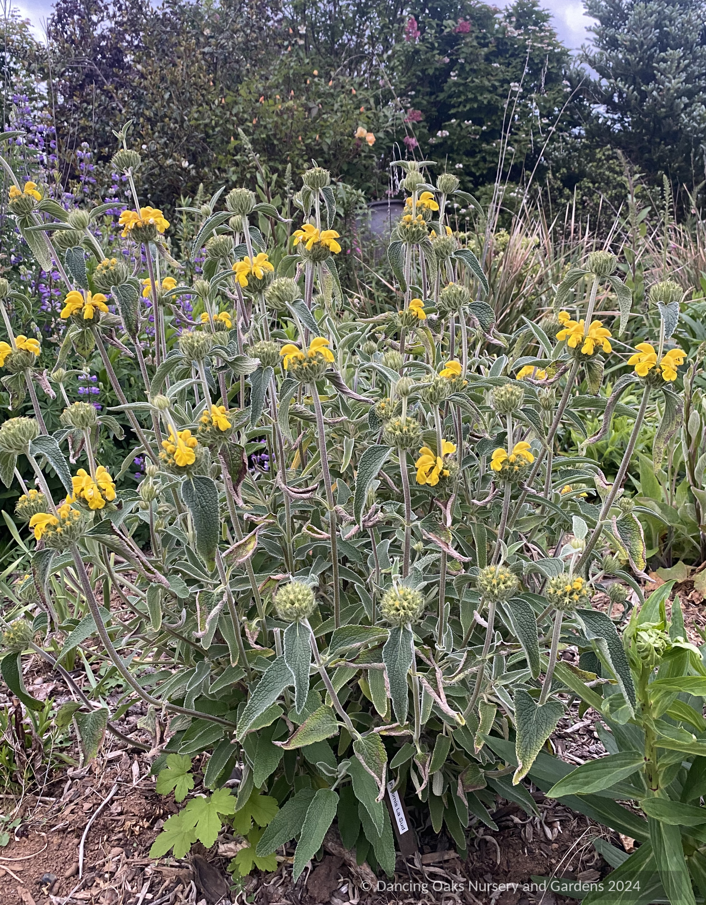 Shrubs ~ Phlomis x 'Le Sud', Hybrid Jerusalem Sage ~ Dancing Oaks Nursery and Gardens ~ Retail Nursery ~ Mail Order Nursery