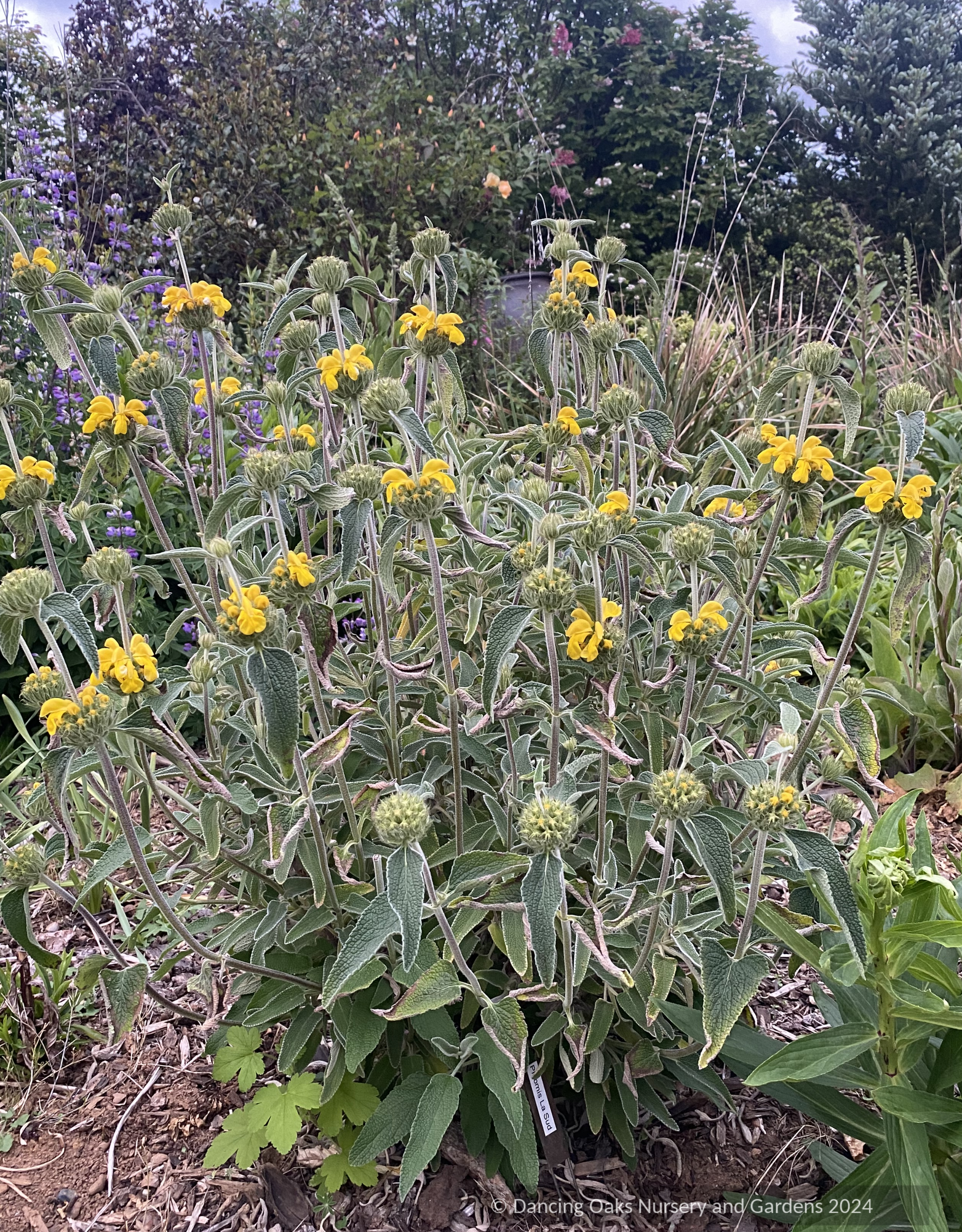 Shrubs ~ Phlomis x 'Le Sud', Hybrid Jerusalem Sage ~ Dancing Oaks Nursery and Gardens ~ Retail Nursery ~ Mail Order Nursery