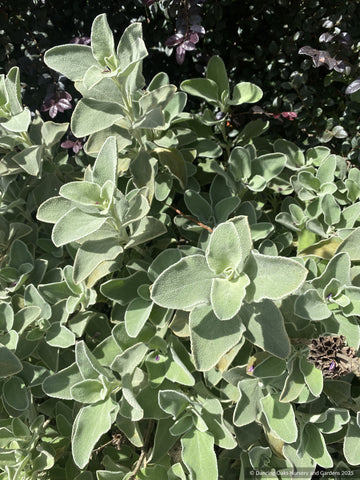 Perennials ~ Shrubs ~ Phlomis x cytherea, Jerusalem Sage ~ Dancing Oaks Nursery and Gardens ~ Retail Nursery ~ Mail Order Nursery