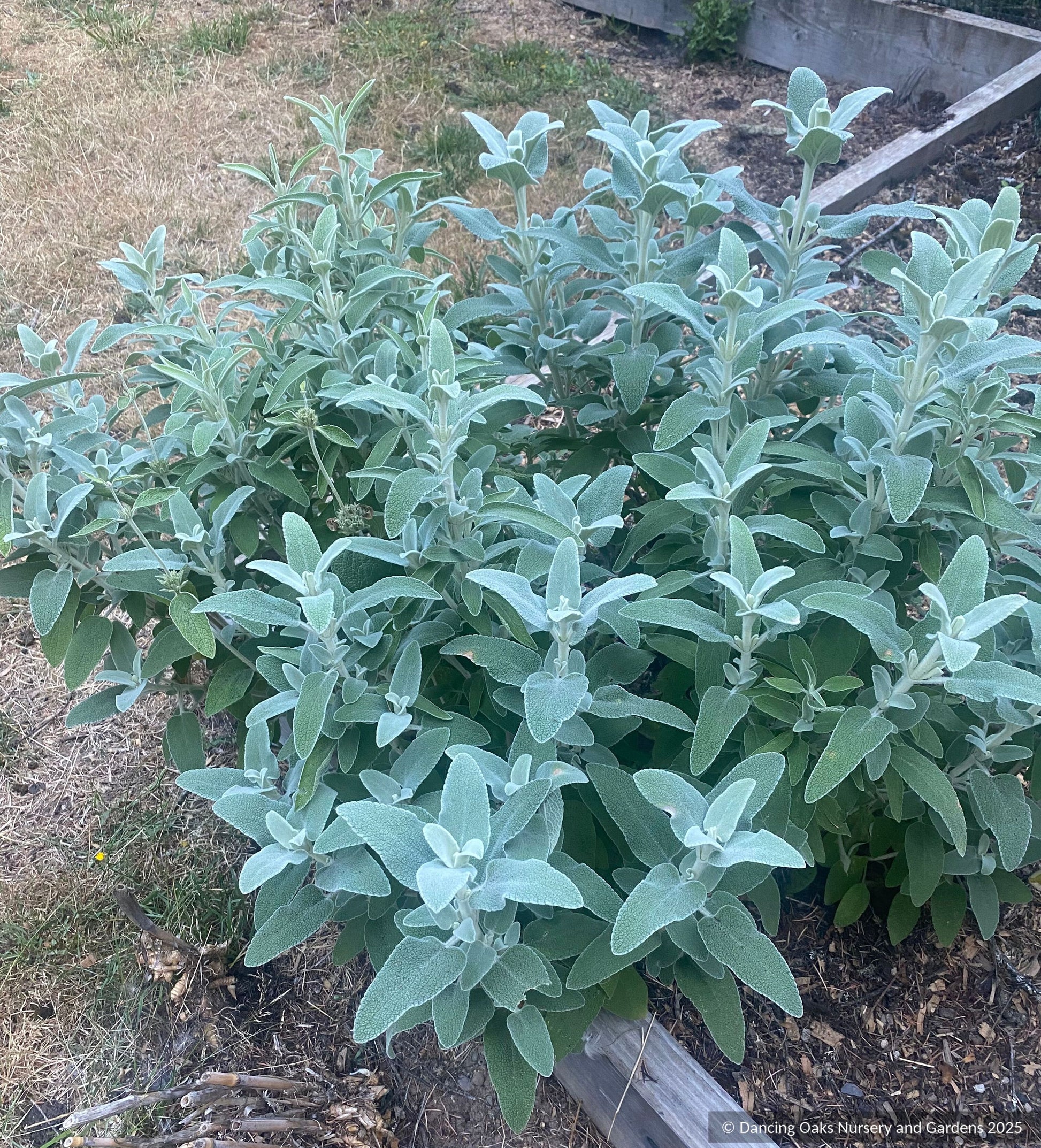Perennials ~ Phlomis x margaritae, Jerusalem Sage ~ Dancing Oaks Nursery and Gardens ~ Retail Nursery ~ Mail Order Nursery