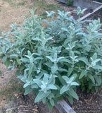 Perennials ~ Phlomis x margaritae, Jerusalem Sage ~ Dancing Oaks Nursery and Gardens ~ Retail Nursery ~ Mail Order Nursery