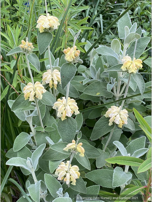Perennials ~ Phlomis x margaritae, Jerusalem Sage ~ Dancing Oaks Nursery and Gardens ~ Retail Nursery ~ Mail Order Nursery