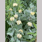 Perennials ~ Phlomis x margaritae, Jerusalem Sage ~ Dancing Oaks Nursery and Gardens ~ Retail Nursery ~ Mail Order Nursery