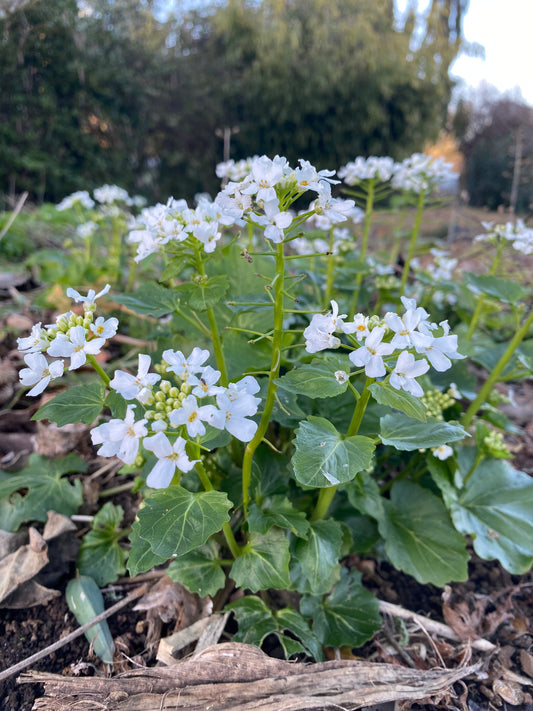 Perennials ~ Pachyphragma macrophylla, Caucasian Penny Cress ~ Dancing Oaks Nursery and Gardens ~ Retail Nursery ~ Mail Order Nursery