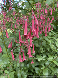 Perennials ~ Phygelius species, Cape Fuchsia ~ Dancing Oaks Nursery and Gardens ~ Retail Nursery ~ Mail Order Nursery