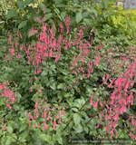 Perennials ~ Phygelius species, Cape Fuchsia ~ Dancing Oaks Nursery and Gardens ~ Retail Nursery ~ Mail Order Nursery