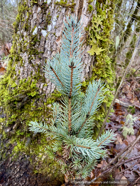 Trees ~ Picea pungens 'Blue Totem', Colorado Blue Spruce ~ Columnar ~ Dancing Oaks Nursery and Gardens ~ Retail Nursery ~ Mail Order Nursery