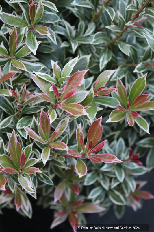 Shrubs ~ Pieris japonica 'Little Heath', Dwarf Japanese Andromeda ~ Dancing Oaks Nursery and Gardens ~ Retail Nursery ~ Mail Order Nursery