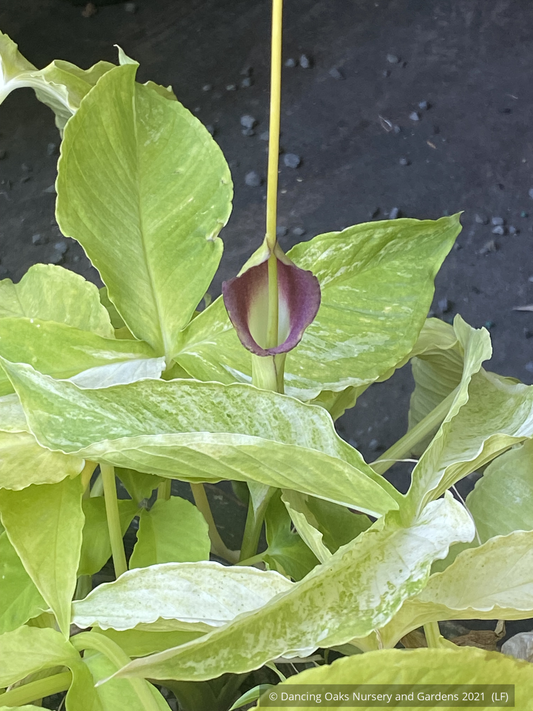 Perennials ~ Pinellia tripartita 'Free Tibet', Green Dragon ~ Dancing Oaks Nursery and Gardens ~ Retail Nursery ~ Mail Order Nursery