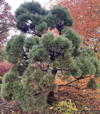 Trees ~ Pinus sylvestris 'Globosa Viridis', Green Globe Scotch Pine ~ Dancing Oaks Nursery and Gardens ~ Retail Nursery ~ Mail Order Nursery