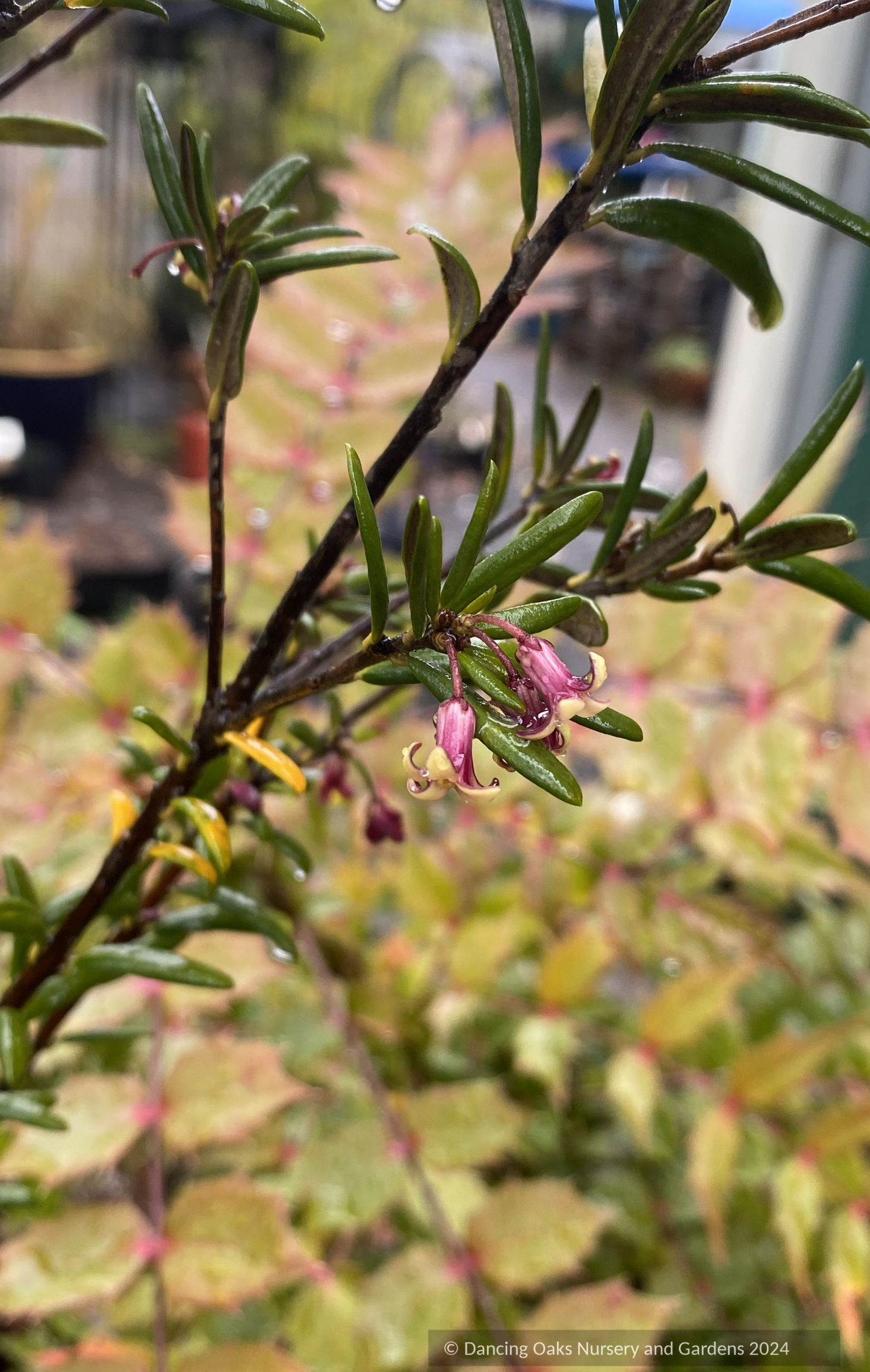 Shrubs ~  Pittosporum bicolor ~ Dancing Oaks Nursery and Gardens ~ Retail Nursery ~ Mail Order Nursery