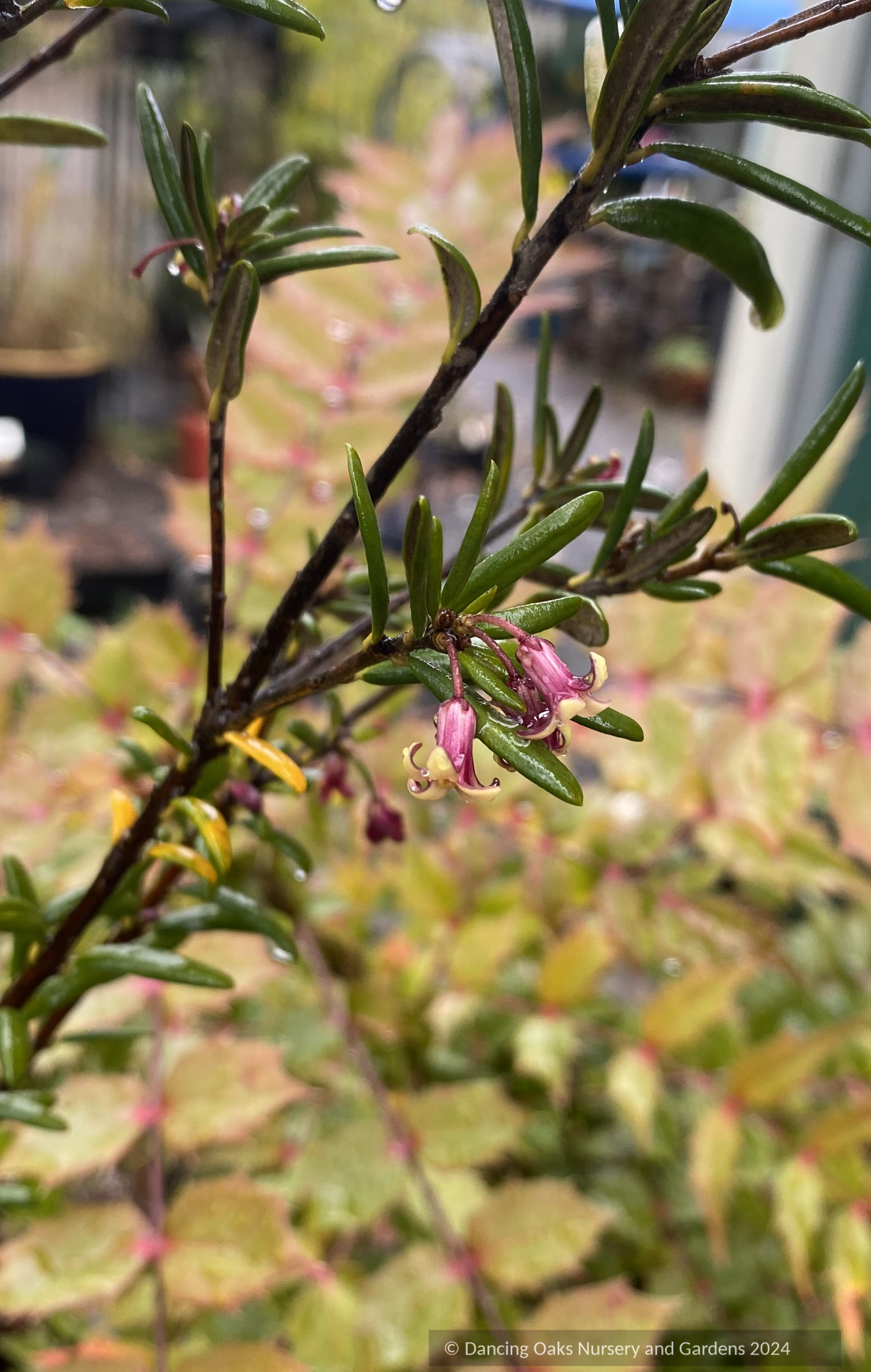 Shrubs ~  Pittosporum bicolor ~ Dancing Oaks Nursery and Gardens ~ Retail Nursery ~ Mail Order Nursery