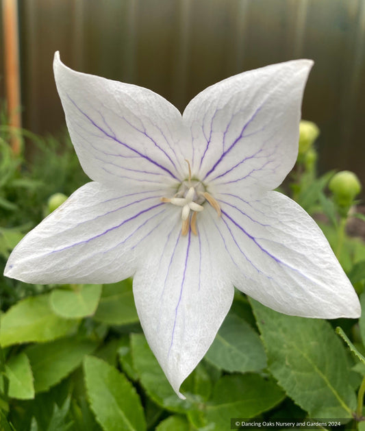 Perennials ~ Platycodon grandiflorus 'Fairy Snow', balloon flower ~ Dancing Oaks Nursery and Gardens ~ Retail Nursery ~ Mail Order Nursery