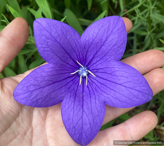 Perennials ~ Platycodon grandiflorus 'Pop Star Blue', balloon flower ~ Dancing Oaks Nursery and Gardens ~ Retail Nursery ~ Mail Order Nursery