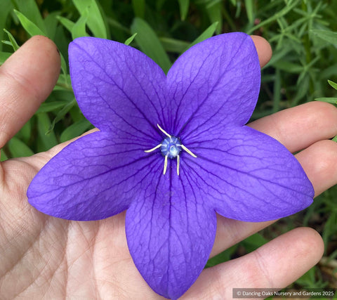 Perennials ~ Platycodon grandiflorus 'Pop Star Blue', balloon flower ~ Dancing Oaks Nursery and Gardens ~ Retail Nursery ~ Mail Order Nursery