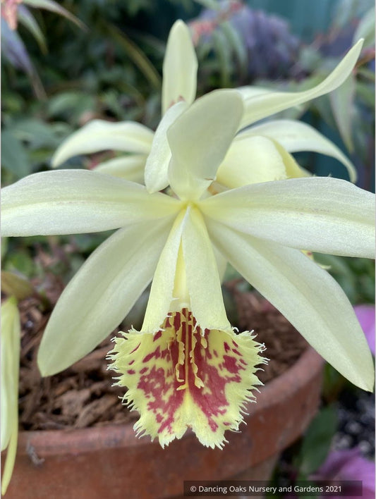 Pleione x confusa 'Golden Gate', Hardy Orchid