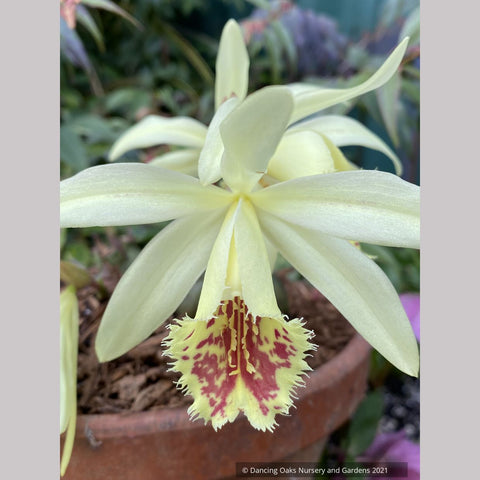 Pleione x confusa 'Golden Gate', Hardy Orchid