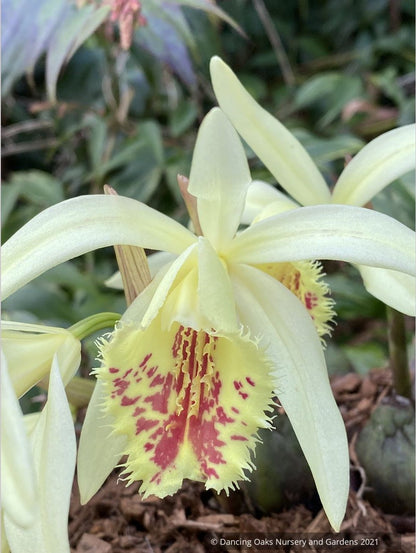 Pleione x confusa 'Golden Gate', Hardy Orchid