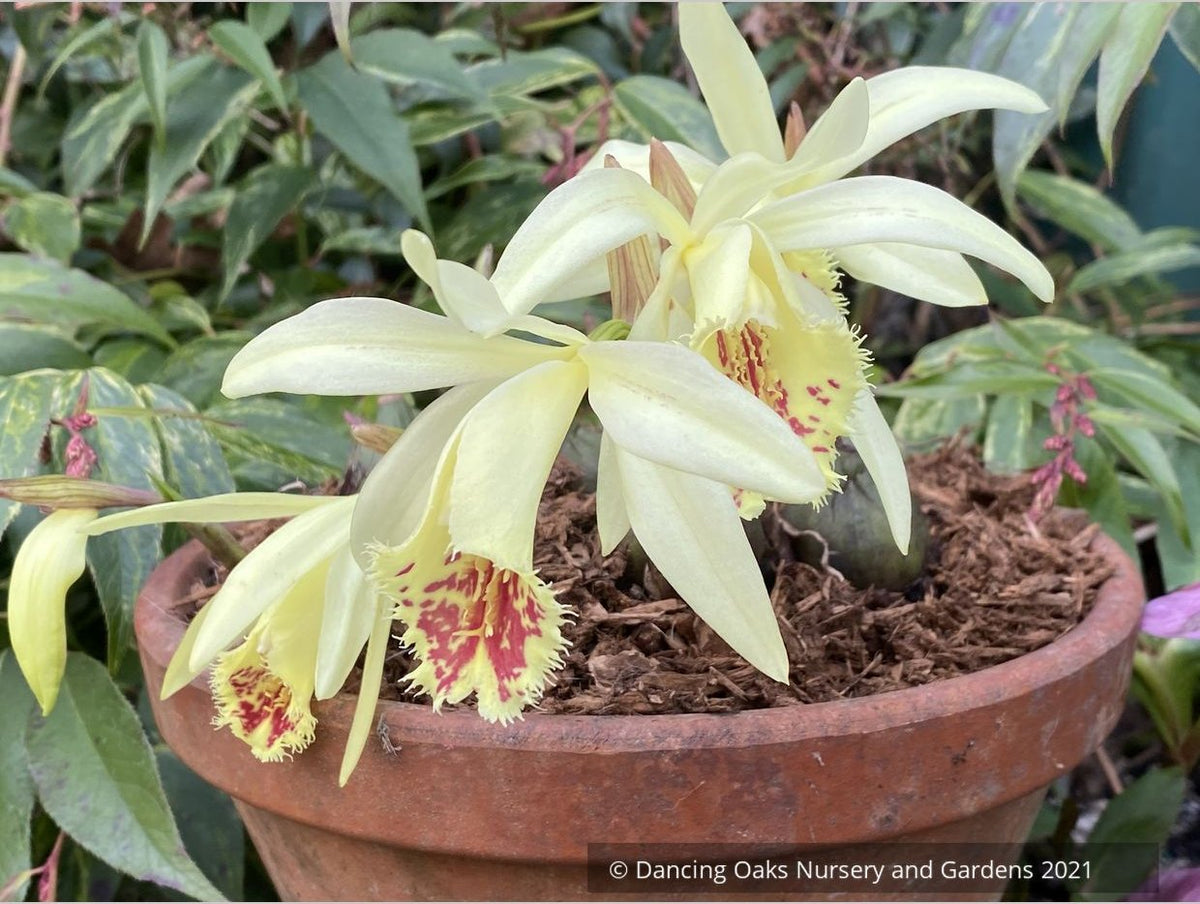 Pleione x confusa 'Golden Gate', Hardy Orchid