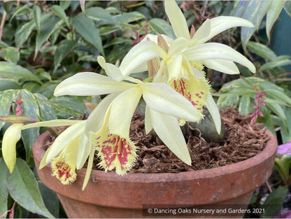 Pleione x confusa 'Golden Gate', Hardy Orchid