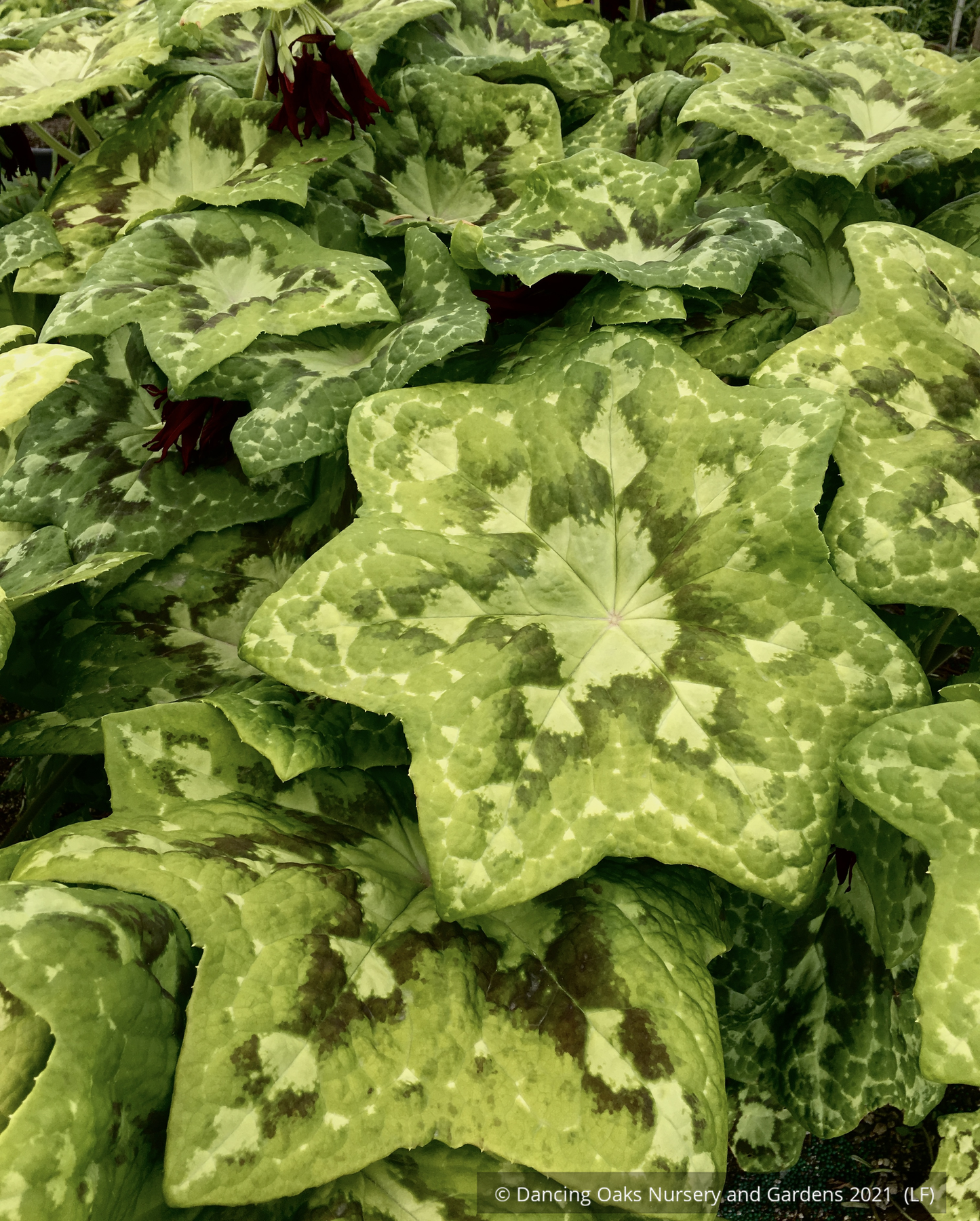 Perennials ~ Podophyllum 'Galaxy', Chinese Mayapple ~ Dancing Oaks Nursery and Gardens ~ Retail Nursery ~ Mail Order Nursery