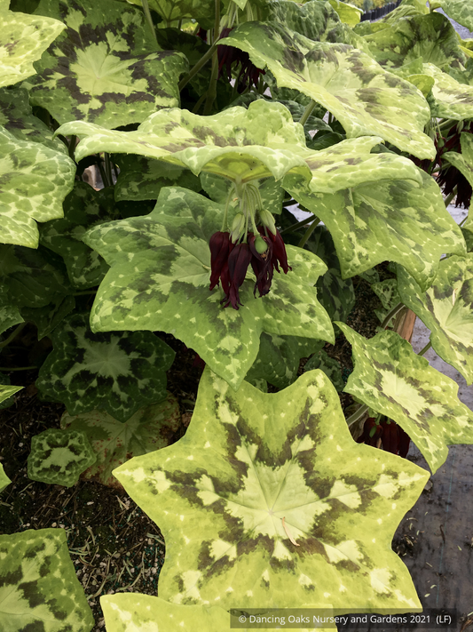Perennials ~ Podophyllum 'Galaxy', Chinese Mayapple ~ Dancing Oaks Nursery and Gardens ~ Retail Nursery ~ Mail Order Nursery