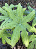 Perennials ~ Podophyllum aurantiocaule x hexandrum, hybrid Chinese Mayapple
 ~ Dancing Oaks Nursery and Gardens ~ Retail Nursery ~ Mail Order Nursery