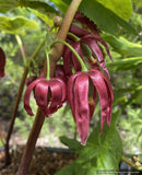 Perennials ~ Podophyllum aurantiocaule x hexandrum, hybrid Chinese Mayapple
 ~ Dancing Oaks Nursery and Gardens ~ Retail Nursery ~ Mail Order Nursery