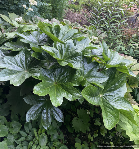 Perennials ~ Podophyllum pleianthum, Chinese Mayapple ~ Dancing Oaks Nursery and Gardens ~ Retail Nursery ~ Mail Order Nursery