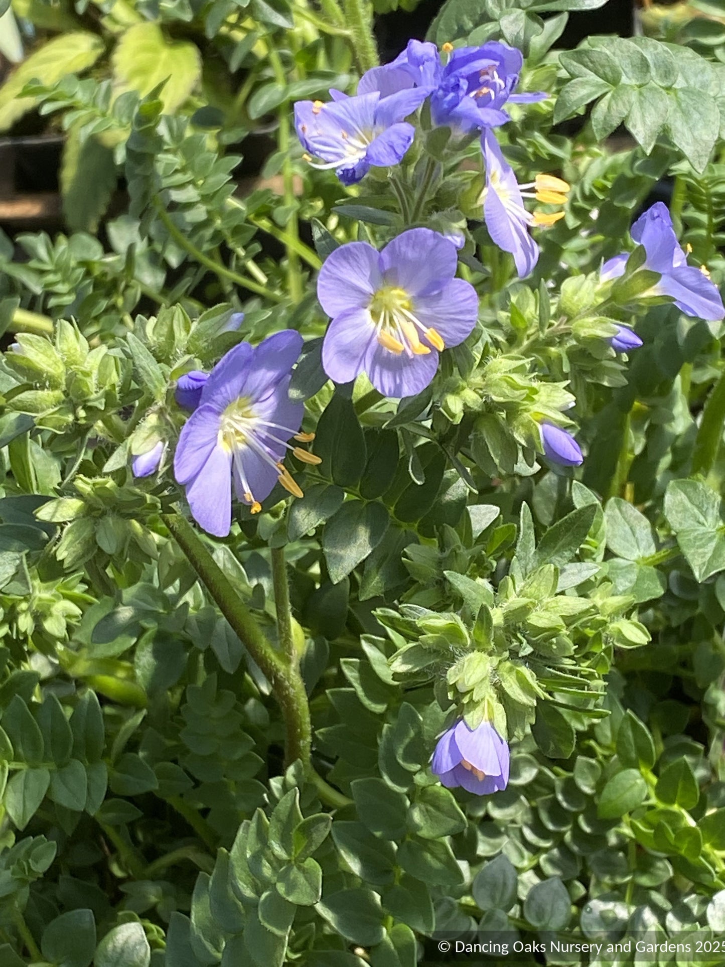 Perennials ~ Polemonium 'Hurricane Ridge', Hurricane Ridge Jacob's Ladder ~ Dancing Oaks Nursery and Gardens ~ Retail Nursery ~ Mail Order Nursery