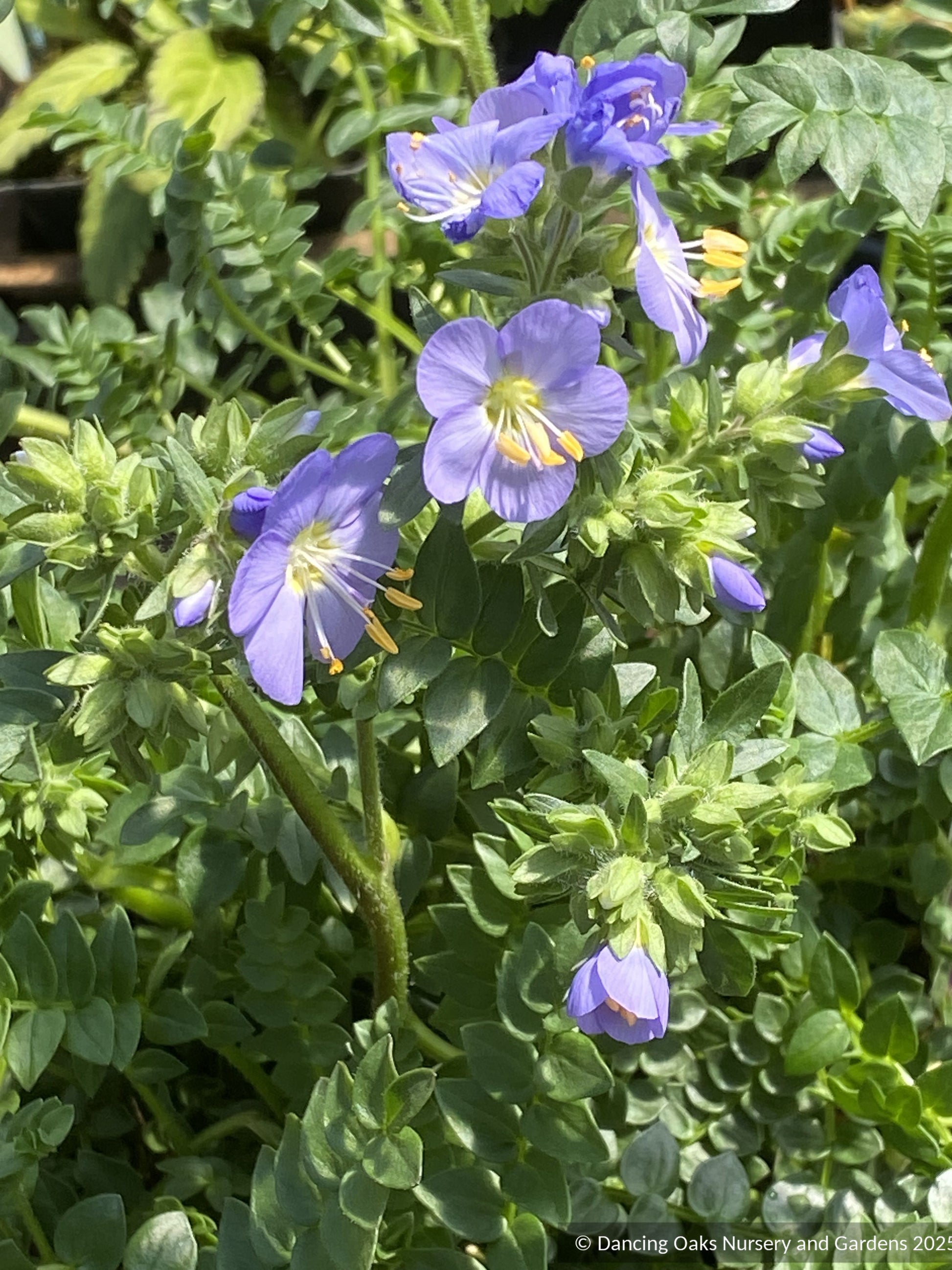 Perennials ~ Polemonium 'Hurricane Ridge', Hurricane Ridge Jacob's Ladder ~ Dancing Oaks Nursery and Gardens ~ Retail Nursery ~ Mail Order Nursery
