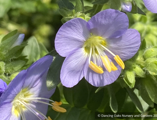 Perennials ~ Polemonium 'Hurricane Ridge', Hurricane Ridge Jacob's Ladder ~ Dancing Oaks Nursery and Gardens ~ Retail Nursery ~ Mail Order Nursery