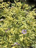 Perennials ~ Polemonium pulcherrimum 'Golden Feathers', Jacob's Ladder ~ Dancing Oaks Nursery and Gardens ~ Retail Nursery ~ Mail Order Nursery