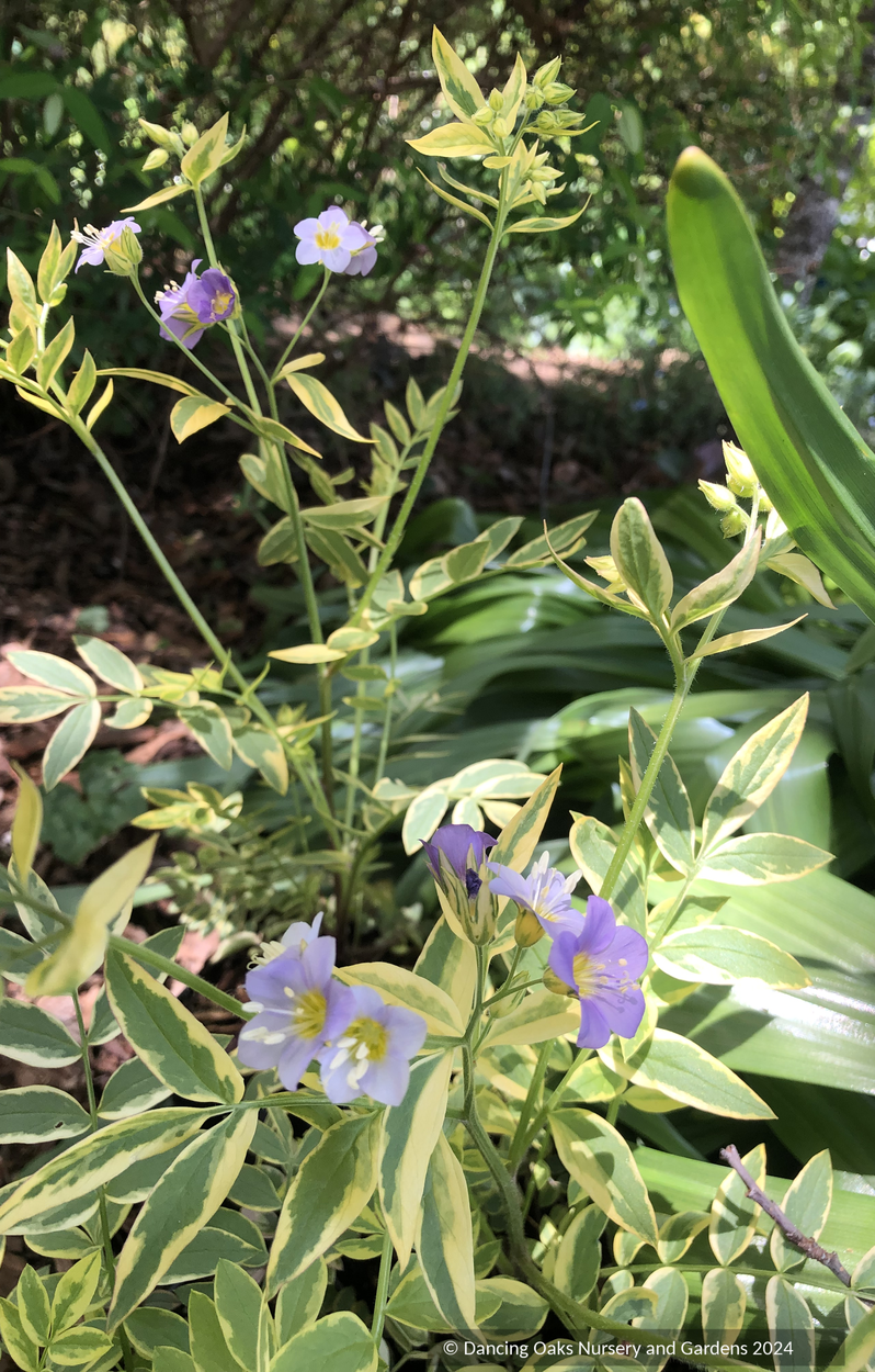 Perennials ~ Polemonium pulcherrimum 'Golden Feathers', Jacob's Ladder ~ Dancing Oaks Nursery and Gardens ~ Retail Nursery ~ Mail Order Nursery