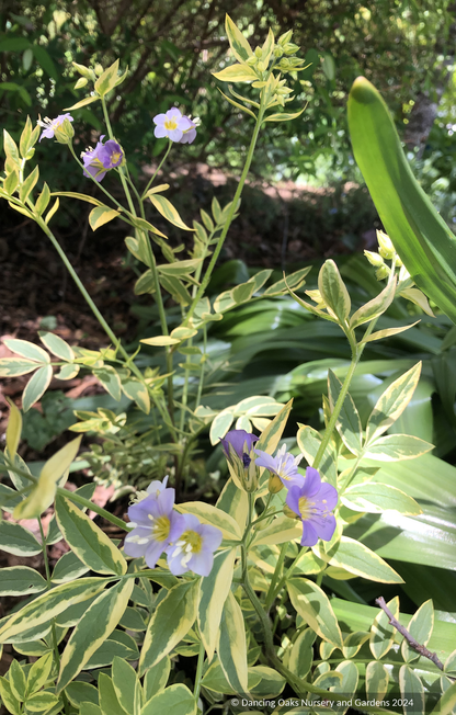 Perennials ~ Polemonium pulcherrimum 'Golden Feathers', Jacob's Ladder ~ Dancing Oaks Nursery and Gardens ~ Retail Nursery ~ Mail Order Nursery