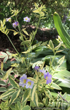 Perennials ~ Polemonium pulcherrimum 'Golden Feathers', Jacob's Ladder ~ Dancing Oaks Nursery and Gardens ~ Retail Nursery ~ Mail Order Nursery