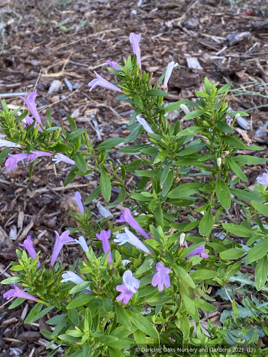 Perennials ~ Poliomintha bustamanta 'Super Cracker', Super Cracker Bustamante Mexican Oregano ~ Dancing Oaks Nursery and Gardens ~ Retail Nursery ~ Mail Order Nursery