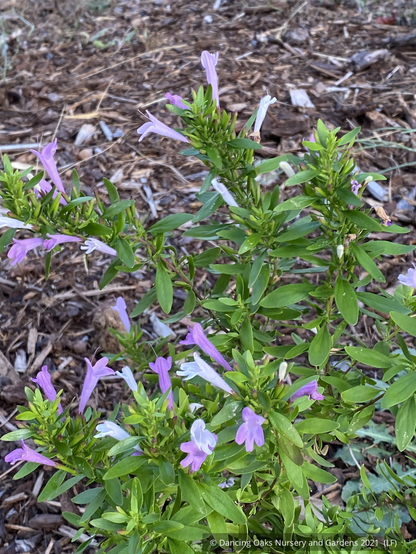 Perennials ~ Poliomintha bustamanta 'Super Cracker', Super Cracker Bustamante Mexican Oregano ~ Dancing Oaks Nursery and Gardens ~ Retail Nursery ~ Mail Order Nursery