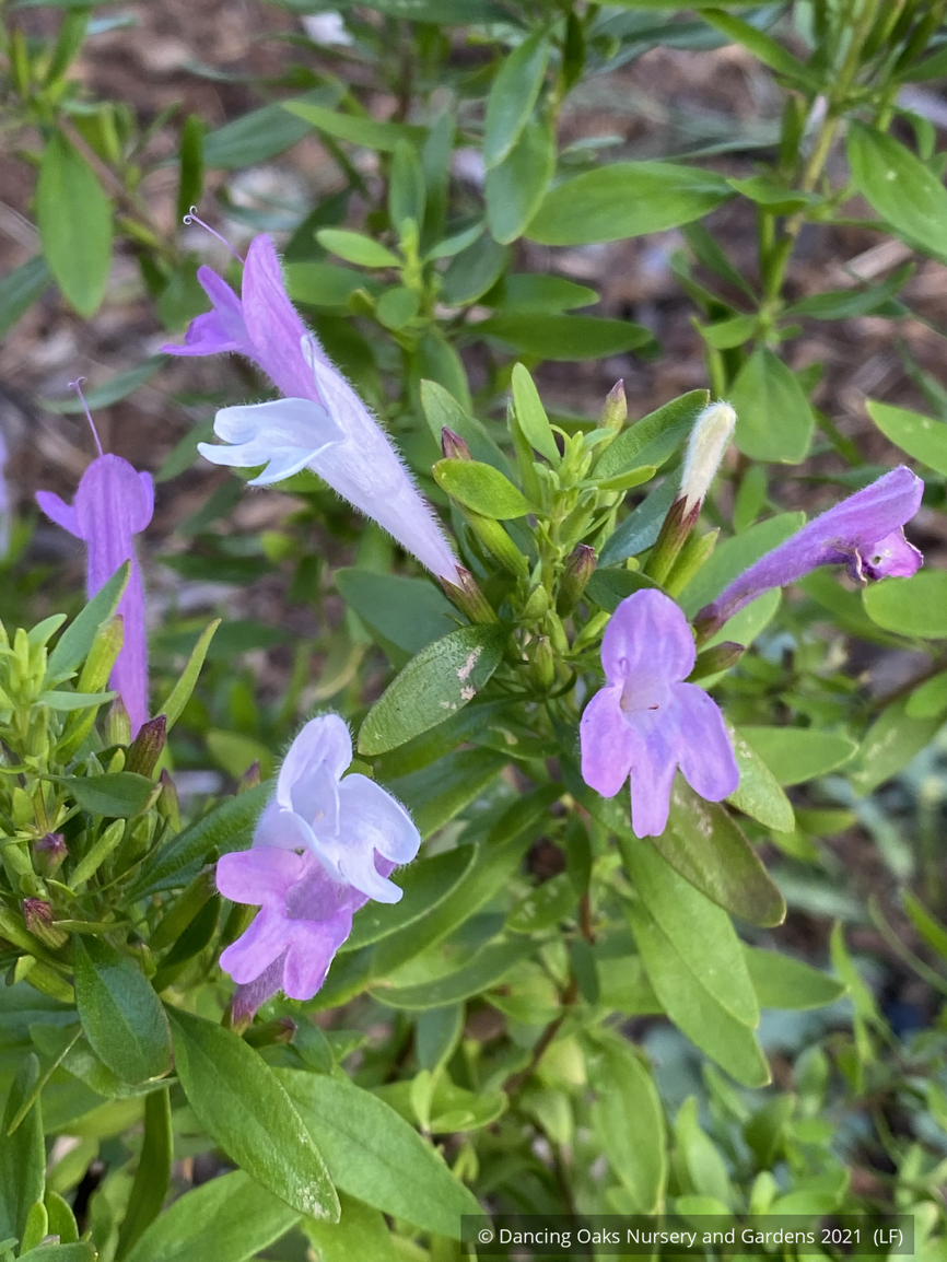 Perennials ~ Poliomintha bustamanta 'Super Cracker', Super Cracker Bustamante Mexican Oregano ~ Dancing Oaks Nursery and Gardens ~ Retail Nursery ~ Mail Order Nursery