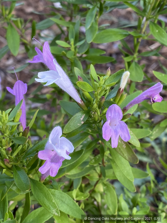 Perennials ~ Poliomintha bustamanta 'Super Cracker', Super Cracker Bustamante Mexican Oregano ~ Dancing Oaks Nursery and Gardens ~ Retail Nursery ~ Mail Order Nursery
