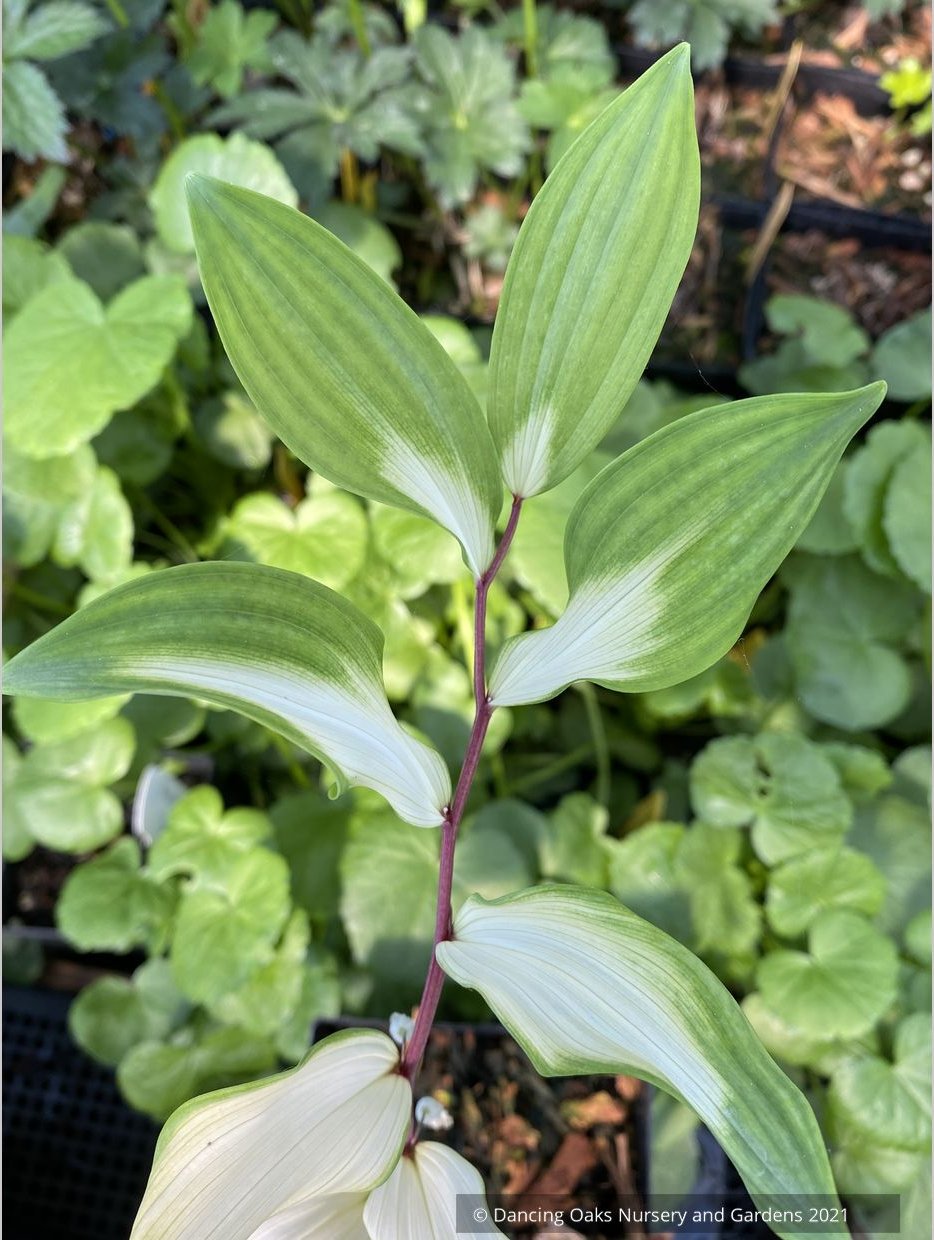 Perennials ~ Polygonatum odoratum 'Byakko', White Tiger Solomon's Seal ~ Dancing Oaks Nursery and Gardens ~ Retail Nursery ~ Mail Order Nursery