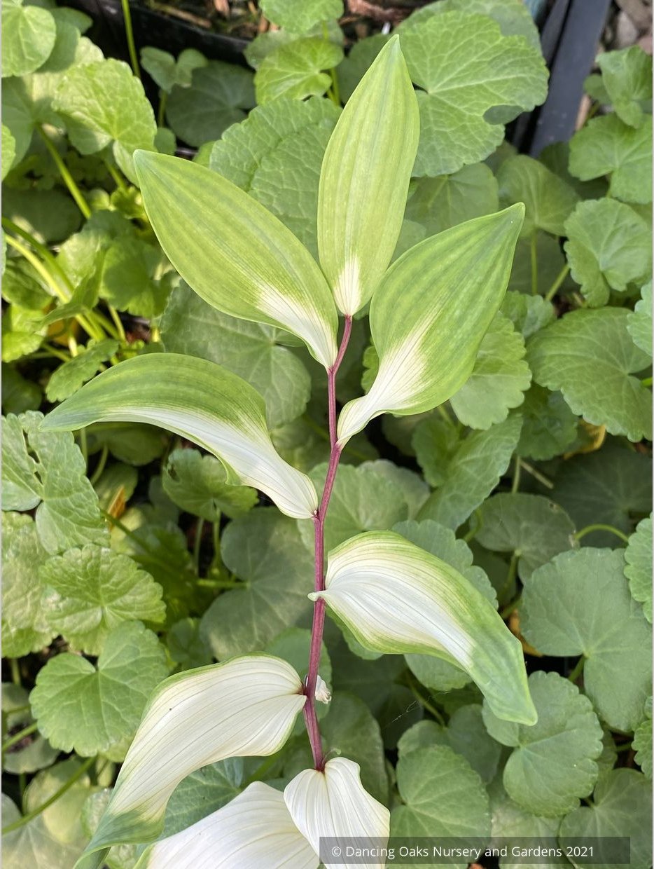 Perennials ~ Polygonatum odoratum 'Byakko', White Tiger Solomon's Seal ~ Dancing Oaks Nursery and Gardens ~ Retail Nursery ~ Mail Order Nursery