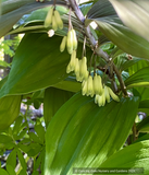 Perennials ~ Polygonatum x hybridum 'Betberg', Solomon's Seal ~ Dancing Oaks Nursery and Gardens ~ Retail Nursery ~ Mail Order Nursery