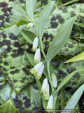 Perennials ~ Polygonatum biflorum nanum 'Prince Charming', Solomon's Seal ~ Dancing Oaks Nursery and Gardens ~ Retail Nursery ~ Mail Order Nursery