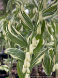 Polygonatum x hybridum 'Striatum', Variegated Solomon's Seal