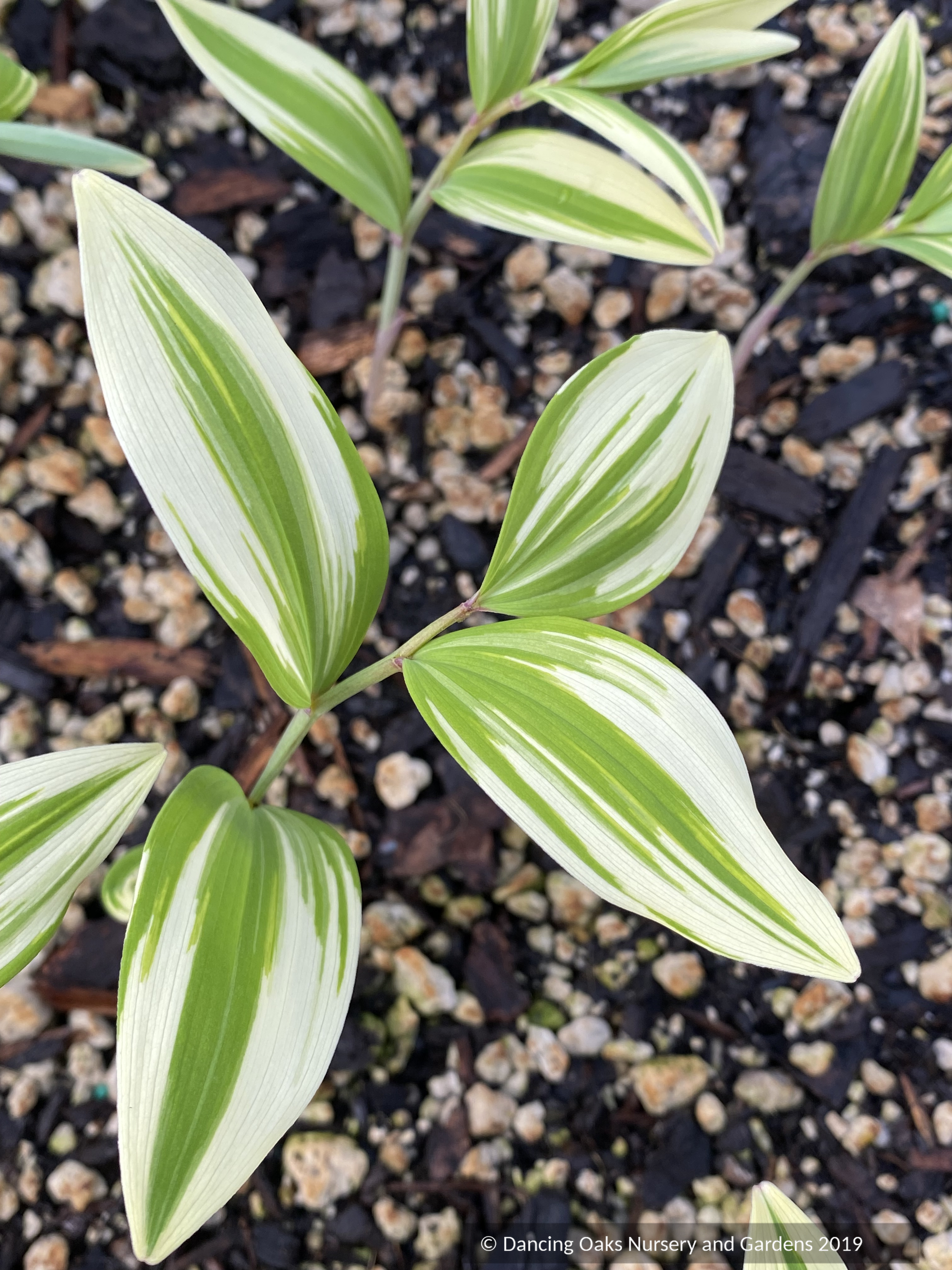 Perennials ~ Polygonatum odoratum 'Amadokoro', Solomon's Seal ~ Dancing Oaks Nursery and Gardens ~ Retail Nursery ~ Mail Order Nursery