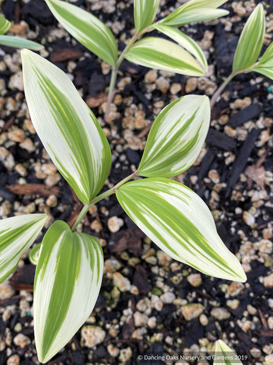 Perennials ~ Polygonatum odoratum 'Amadokoro', Solomon's Seal ~ Dancing Oaks Nursery and Gardens ~ Retail Nursery ~ Mail Order Nursery