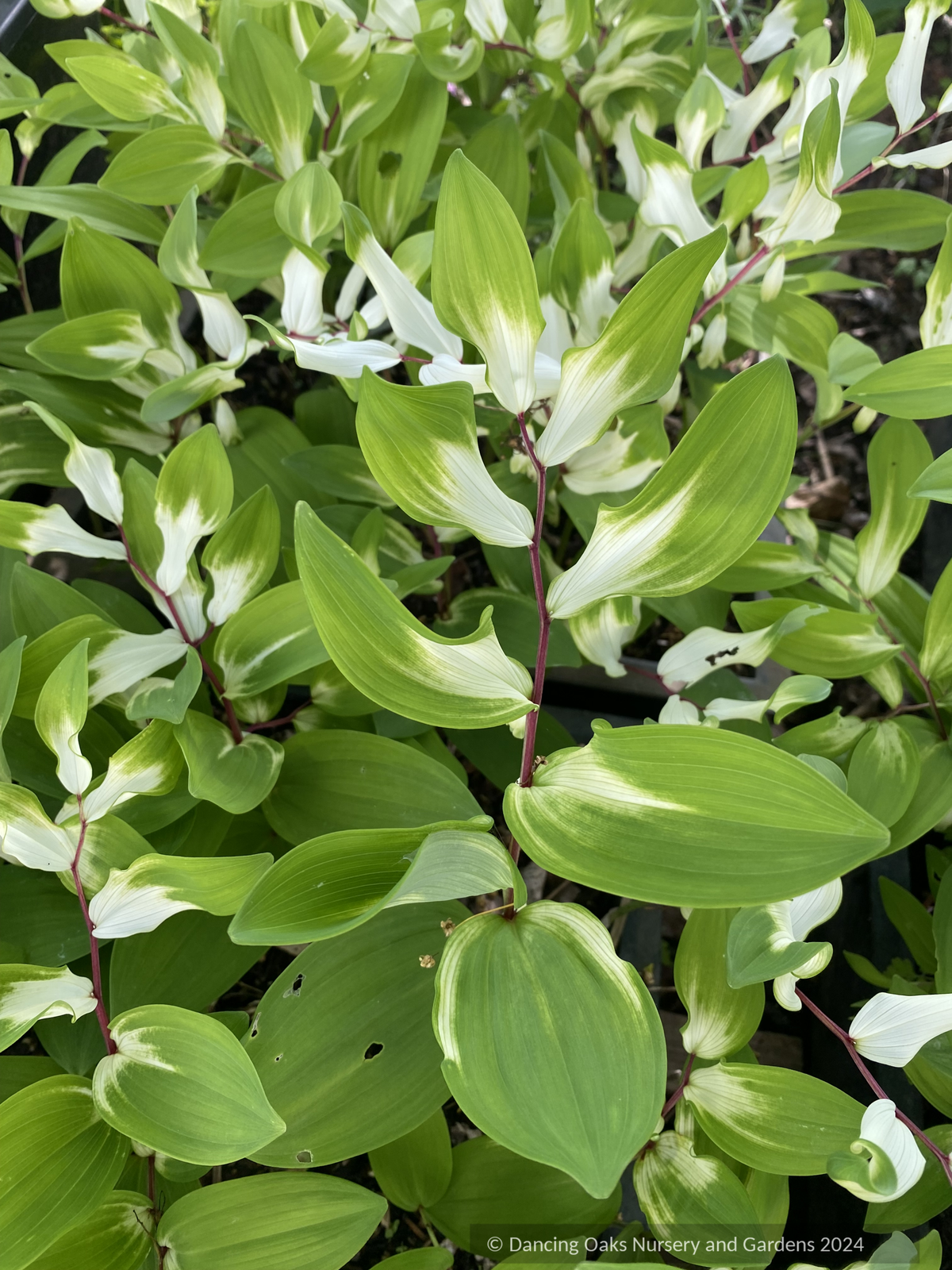 Perennials ~ Polygonatum odoratum 'Byakko', White Tiger Solomon's Seal ~ Dancing Oaks Nursery and Gardens ~ Retail Nursery ~ Mail Order Nursery