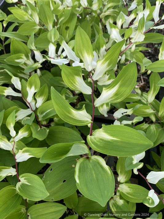 Perennials ~ Polygonatum odoratum 'Byakko', White Tiger Solomon's Seal ~ Dancing Oaks Nursery and Gardens ~ Retail Nursery ~ Mail Order Nursery